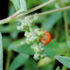 Einadia nutans subsp. nutans (Climbing Saltbush) at Lake Burley Griffin West - 16 Jan 2022 by ConBoekel