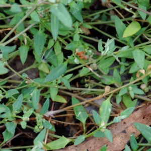 Einadia nutans subsp. nutans at Yarralumla, ACT - 16 Jan 2022