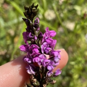 Cullen microcephalum at Wamboin, NSW - suppressed