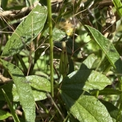 Cullen microcephalum at Wamboin, NSW - 12 Dec 2021