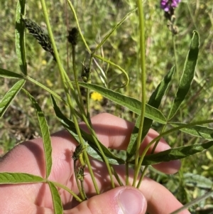 Cullen microcephalum at Wamboin, NSW - 12 Dec 2021