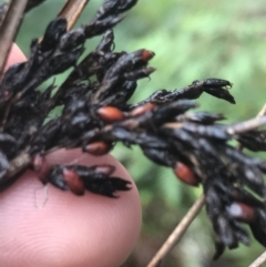 Gahnia clarkei (Tall Saw Sedge) at Tallaganda State Forest - 14 Jan 2022 by Tapirlord