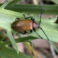Ecnolagria grandis (Honeybrown beetle) at Wamboin, NSW - 12 Dec 2021 by NedJohnston