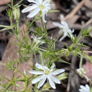 Stellaria pungens at Wamboin, NSW - 12 Dec 2021