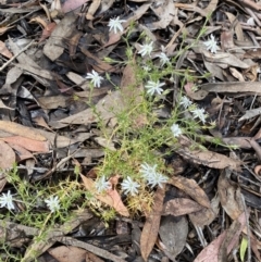 Stellaria pungens at Wamboin, NSW - 12 Dec 2021