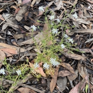 Stellaria pungens at Wamboin, NSW - 12 Dec 2021