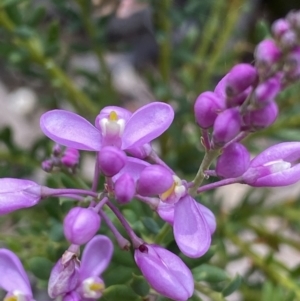 Comesperma ericinum at Bywong, NSW - 12 Dec 2021 10:14 AM