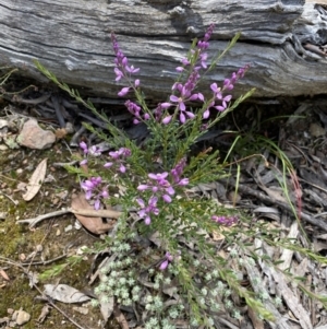 Comesperma ericinum at Bywong, NSW - 12 Dec 2021 10:14 AM