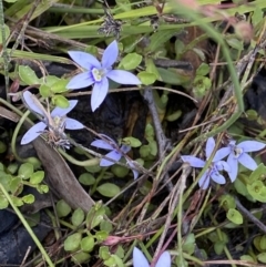 Isotoma fluviatilis subsp. australis (Swamp Isotome) at Bywong, NSW - 12 Dec 2021 by NedJohnston