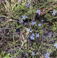 Isotoma fluviatilis subsp. australis at Bywong, NSW - 12 Dec 2021