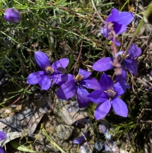 Cheiranthera linearis at Bywong, NSW - 12 Dec 2021