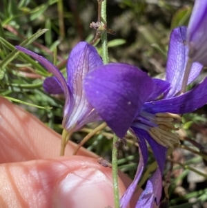 Cheiranthera linearis at Bywong, NSW - 12 Dec 2021