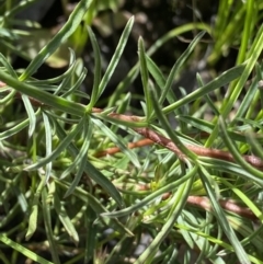 Cheiranthera linearis at Bywong, NSW - 12 Dec 2021