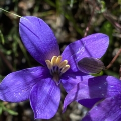 Cheiranthera linearis at Bywong, NSW - 12 Dec 2021