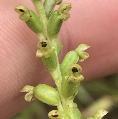 Microtis unifolia (Common Onion Orchid) at Farringdon, NSW - 15 Jan 2022 by Tapirlord