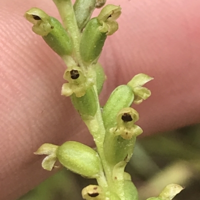 Microtis unifolia (Common Onion Orchid) at Tallaganda State Forest - 14 Jan 2022 by Tapirlord