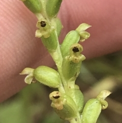 Microtis unifolia at Farringdon, NSW - 15 Jan 2022