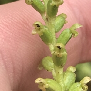 Microtis unifolia at Farringdon, NSW - 15 Jan 2022