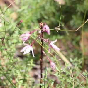 Dipodium punctatum at Tralee, NSW - suppressed