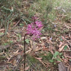 Dipodium punctatum at Tralee, NSW - suppressed