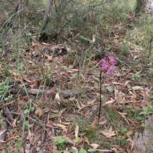 Dipodium punctatum at Tralee, NSW - suppressed