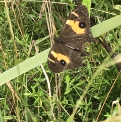 Tisiphone abeona (Varied Sword-grass Brown) at QPRC LGA - 14 Jan 2022 by Tapirlord