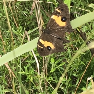 Tisiphone abeona at Farringdon, NSW - 15 Jan 2022 10:48 AM