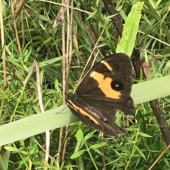 Tisiphone abeona at Farringdon, NSW - 15 Jan 2022