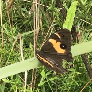 Tisiphone abeona at Farringdon, NSW - 15 Jan 2022