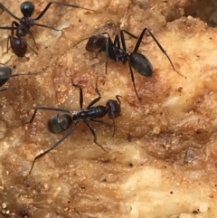 Iridomyrmex purpureus (Meat Ant) at Farringdon, NSW - 14 Jan 2022 by Tapirlord