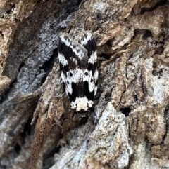 Barea confusella (A Concealer moth) at QPRC LGA - 12 Dec 2021 by Ned_Johnston