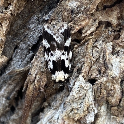 Barea confusella (A Concealer moth) at Wamboin, NSW - 12 Dec 2021 by NedJohnston