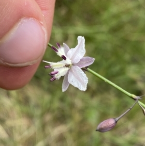 Arthropodium milleflorum at Wamboin, NSW - 12 Dec 2021