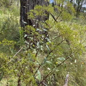 Senecio linearifolius at Wamboin, NSW - 12 Dec 2021