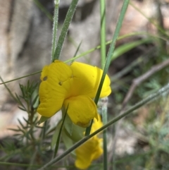 Gompholobium huegelii (Pale Wedge Pea) at Wamboin, NSW - 11 Dec 2021 by Ned_Johnston