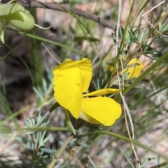 Gompholobium huegelii at Wamboin, NSW - 12 Dec 2021