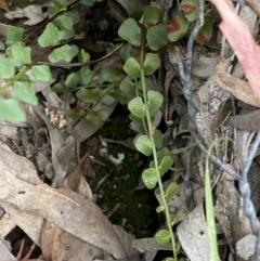 Asplenium flabellifolium (Necklace Fern) at Wamboin, NSW - 12 Dec 2021 by NedJohnston
