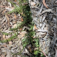 Asplenium flabellifolium at Wamboin, NSW - 12 Dec 2021