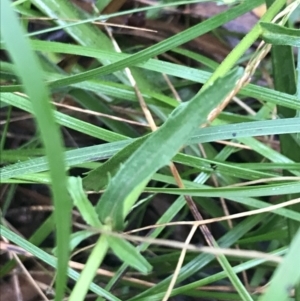 Brachyscome aculeata at Bungendore, NSW - 15 Jan 2022