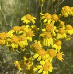 Senecio pinnatifolius var. alpinus at Cotter River, ACT - 28 Dec 2021 by NedJohnston