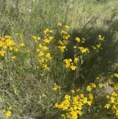 Senecio pinnatifolius var. alpinus at Cotter River, ACT - 28 Dec 2021 11:57 AM