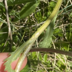 Senecio pinnatifolius var. alpinus at Cotter River, ACT - 28 Dec 2021 11:57 AM