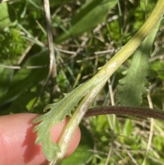 Senecio pinnatifolius var. alpinus at Cotter River, ACT - 28 Dec 2021