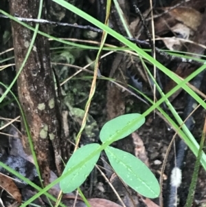 Glycine microphylla at Captains Flat, NSW - 15 Jan 2022