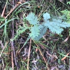 Acacia dealbata subsp. subalpina (Monaro Silver-wattle) at Tallaganda State Forest - 15 Jan 2022 by Tapirlord