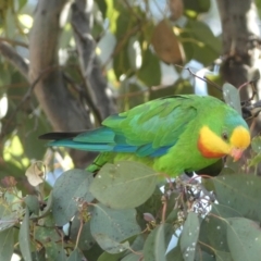 Polytelis swainsonii (Superb Parrot) at Parkes, ACT - 19 Jan 2022 by SteveBorkowskis