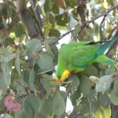 Polytelis swainsonii at Parkes, ACT - 19 Jan 2022