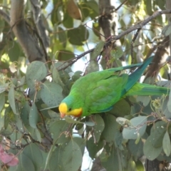 Polytelis swainsonii at Parkes, ACT - 19 Jan 2022