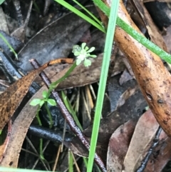 Poranthera microphylla at Captains Flat, NSW - 15 Jan 2022