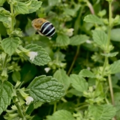 Amegilla sp. (genus) (Blue Banded Bee) at QPRC LGA - 19 Jan 2022 by nessp